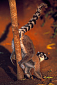 Ring-tailed lemur marking territory
