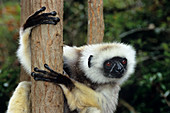 Diademed sifaka