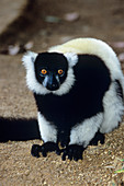 Black ruffed lemur