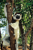 Verraeaux's sifaka lemur