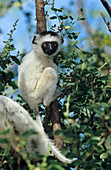 Verraeaux's sifaka lemur