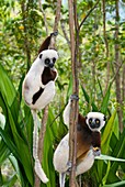 Coquerel's sifaka lemurs