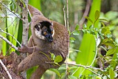 Female red fronted lemur