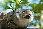 Crowned lemur