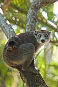 Crowned lemurs