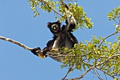 Indri in a tree