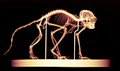 Monkey skeleton