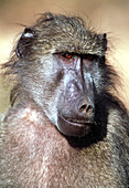 Male yellow baboon