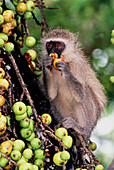 Black-faced vervet monkey