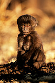 Young gelada baboon