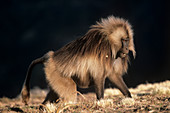 Male gelada baboon