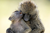 Olive baboons