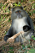 Samango monkey