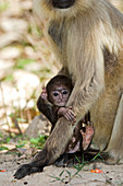 Langur monkey infant