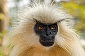 Golden langur monkey