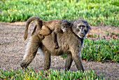 Chacma baboon mother and young