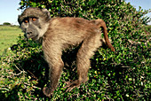Juvenile chacma baboon
