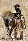 Olive baboon infant and mother