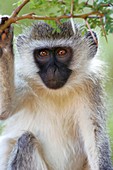 Infant vervet monkey
