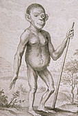 1748 engraving of a chimpanzee