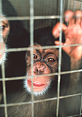 Chimps at sanctuary
