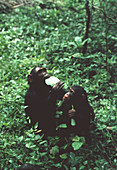 Chimpanzees eating