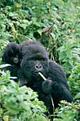 Mountain gorilla and infant