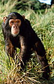 Chimpanzee