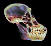 Orangutan skull,X-ray