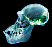 Chimpanzee skull,X-ray