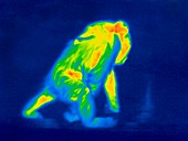 Ape carrying young,thermogram