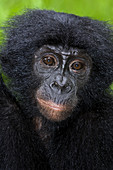 Bonobo ape