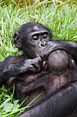 Infant bonobo ape and mother