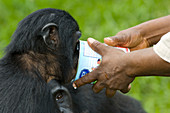 Bonobo ape being hand-fed