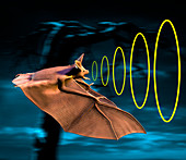 Bat sonar