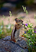 Golden-mantled ground squirrel