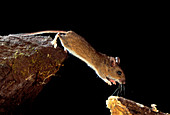 Wood mouse leaping