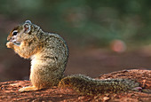 Smith's bush squirrel