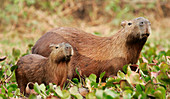 Capybara and young