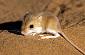 Hairy-footed gerbil