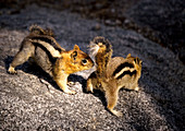 Golden-mantled ground squirrels