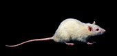 White laboratory rat