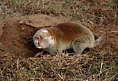 Cape mole rat