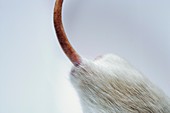 Laboratory rat's tail