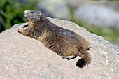 Alpine marmot