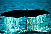 Tail flukes of sounding sperm whale (Physeter sp.)