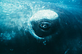 Southern right whale's eye