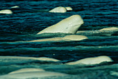 Beluga whales