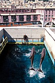 Training dolphins