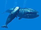 Right whale mother and calf